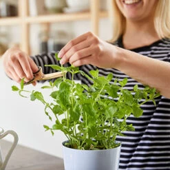 Hydro Herb Twin Pots - White -Home Essentials Shop pic 4809 3 5e44219a617d4