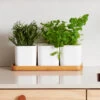 Self-Watering Herb Pot Set
