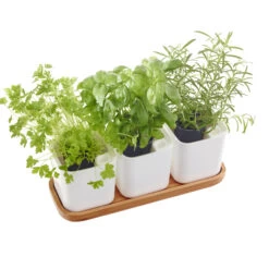 Self-Watering Herb Pot Set -Home Essentials Shop pic 9613 3 60ec55b288b8c