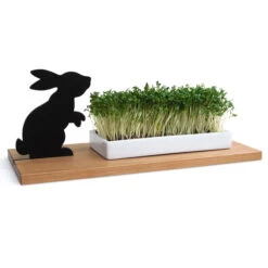 Cress Growing Dish - Hungry Bunny